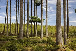 Dense forest with tall trees, sunlight and shade on the forest floor