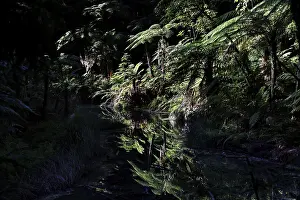 Dense forest with water reflections in Whakarewarewa in Rotorua