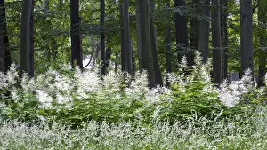 Dense forest with white flowers of forest honeysuckle (Aruncus dioicus) and green trees in the summer landscape