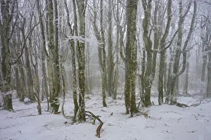 Dense forest in winter with snow-covered trees and quiet atmosphere