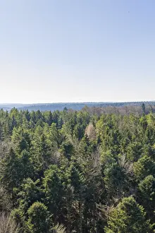 Dense green forest under a clear blue sky