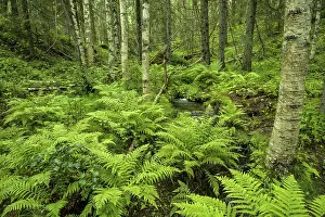 Dense green forest full of ferns and moss with large trees