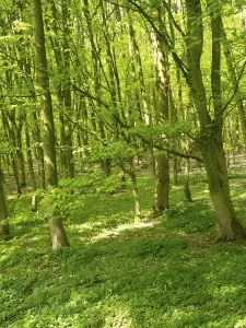 Dense green forest in spring, bright sunlight illuminates the foliage