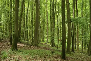 Dense green forest with tall trees and abundant foliage
