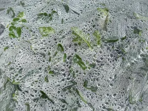 Dense green vegetation detail under clear plastic film with dew drops