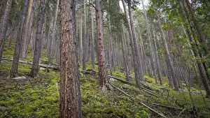 Dense pine forest with moss-covered ground and towering tree trunks