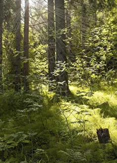 Dense pine green forest, rays of sunlight from sun break through leaves of trees