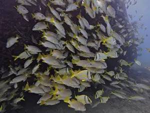 Framed Print : A dense school of fish with yellow stripes seeks shelter near the wreck of the Benwood