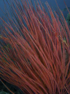Dense shrub gorgonian (Ellisella ceratophyta)