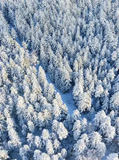 Dense, snow-covered forest with tall trees