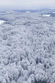 Dense, snowy forest with a view of the surrounding landscape