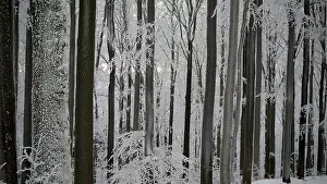 Dense snowy forest in winter with towering trees