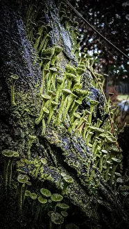 Dense structures of moss and trumpet lichen (cladonia fimbriata) in detail cover a tree trunk in a damp forest area