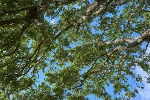 Dense treetops with green leaves in contrast to the blue sky