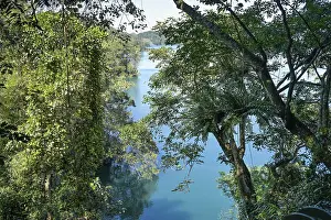 Dense vegetation, plants on the shore of Sun Moon Lake