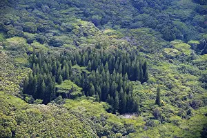 Dense vegetation, various trees