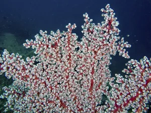 Category Wildlife DE Prints: Dense white coral polyps of Godeffroy's soft coral (Siphonogorgia godeffroyi)