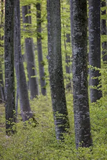 Densely standing trees with varying trunk thicknesses and fresh leaves in a forest