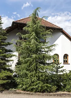 Deodar cedar (Cedrus deodara)