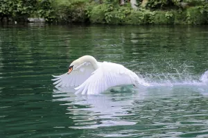 Departure of Mute Swan (Cygnus olor)