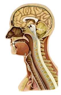 Depiction from a medical book, perpendicular section of a human's skull