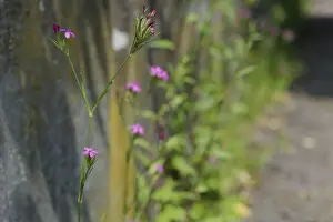 Deptford Pink (Dianthus armeria)