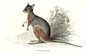 Derby (marsupialia) wallaby (Notamacropus)