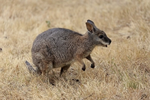 Derby wallaby (Macropus eugenii)