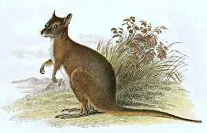 Derby wallaby (Notamacropus), also called tammar or dama wallaby eugenii