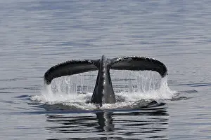 Descending humpback whale (Megaptera novaeangliae) shows its fluke