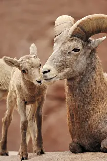 Desert bighorn sheep (Ovis canadensis nelsoni)