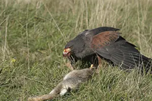 Desert Buzzard, Harris Hawk (Parabuteo unicinctus) Mating bird with beaten wild rabbit (Oryctolagus cuniculus) Bavaria