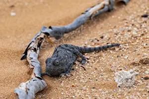 Desert chameleon, Namaqua chameleon (Chamaeleo namaquensis)