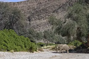 Desert elephant (Loxodonta africana) in the Hoanib dry river