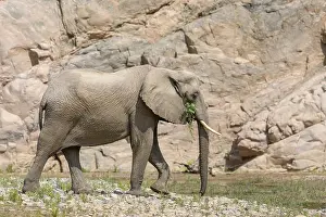 Desert elephant (Loxodonta africana) in the Hoarusib dry river