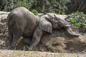 Desert elephant (Loxodonta africana) taking a sand bath in the Hoarusib dry river