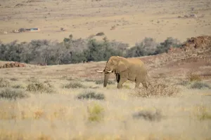 Desert elephant (Loxodonta africana) in the Ugab dry river
