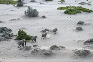 Desert elephants (Loxodonta africana) in the Hoanib dry river