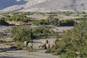 Desert elephants (Loxodonta africana) in the Hoanib dry river