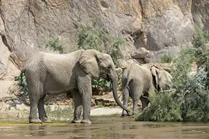 Desert elephants (Loxodonta africana) in the Hoarusib dry river
