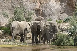 Desert elephants (Loxodonta africana) taking a mud bath in the Hoarusib dry river