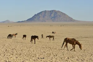 Desert Horses, Namib desert horses (Equus ferus) in the desert