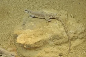 Desert iguana (Dipsosaurus dorsalis dorsalis)