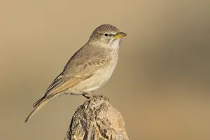 Desert Lark (Ammomanes deserti)