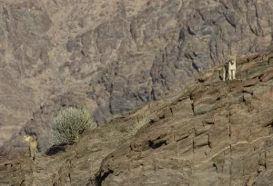 Desert lions (Panthera leo) on a rock in the Hoanib dry river