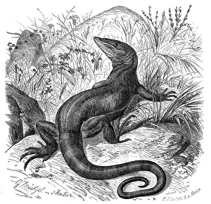 Desert monitor (Varanus griseus)