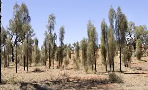 Desert Oaks (Allocasuarina decaisneana) growing alongside Luritja Road