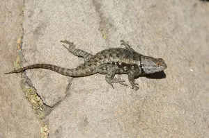 Desert Spiny Lizard (Sceloporus magister)