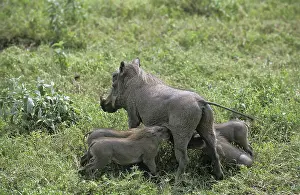 Desert warthog (phacochoerus aethiopicus)