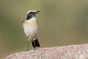 Desert Wheatear (Oenanthe deserti homochroa) Eilat